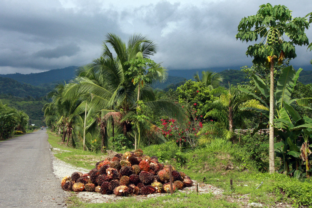 Kostarika - sklizen olejove palmy